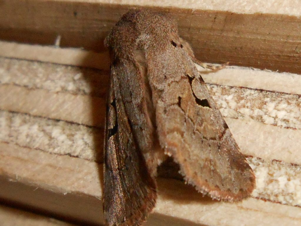 falena da id